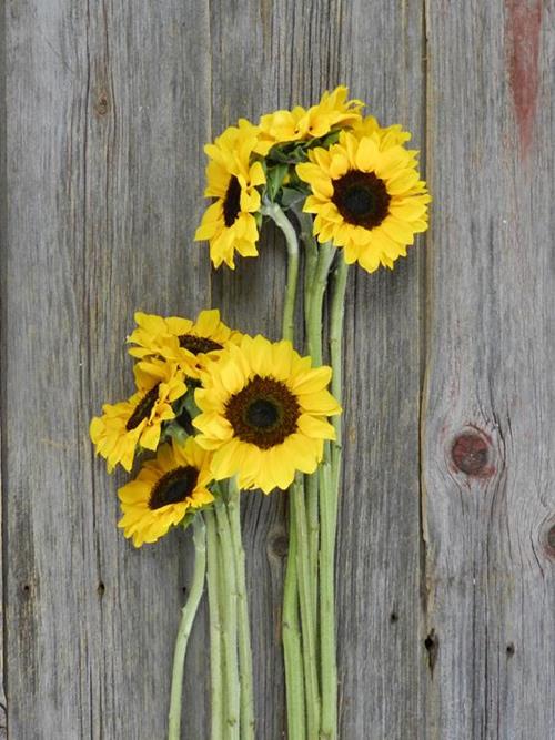 30 MEDIUM & 30 PETITE YELLOW SUNFLOWERS